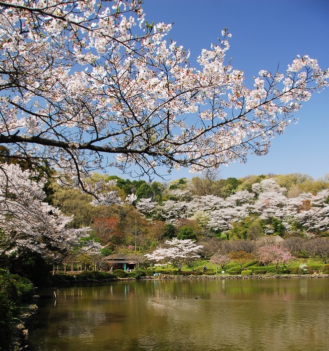 町田薬師池公園四季彩の杜 薬師池