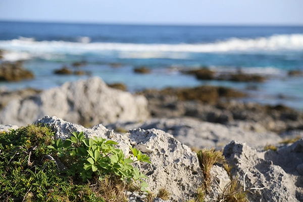 糖質が気になる方に…　 パワーベジタブル「サクナ」の日を記念したキャンペーンを実施！ 対象商品をお買い上げの際に使用できる5％オフのクーポンを配布