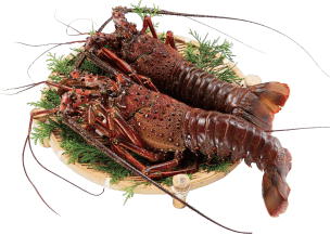 佐田岬産伊勢海老