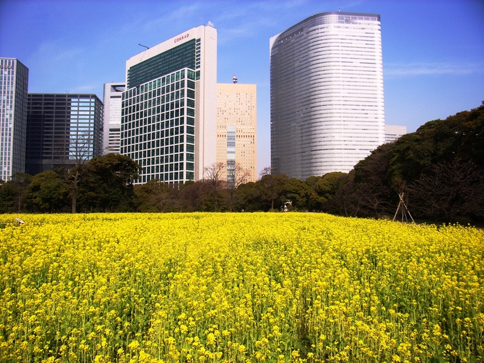 大都会の中のナノハナ