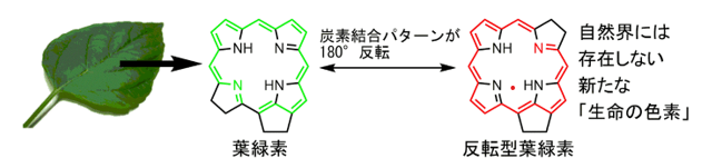 「反転型の葉緑素」のイメージ