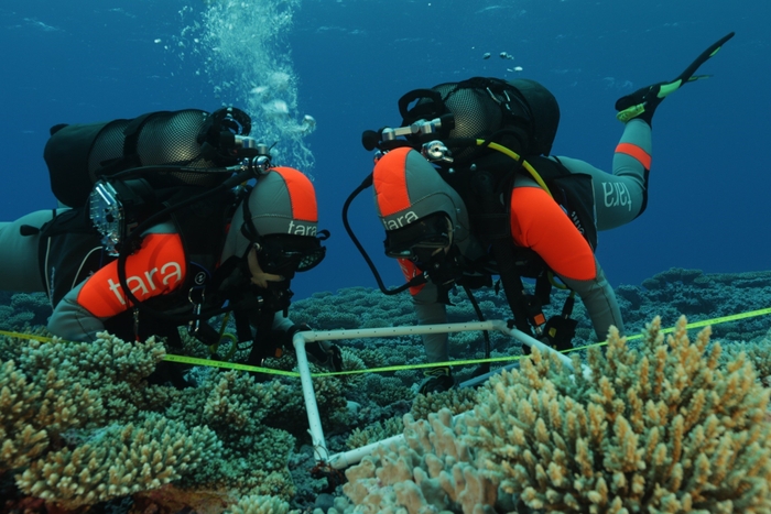 タラ号太平洋プロジェクトでのサンプル採集 (C)Pete West - Fondation Tara Ocean