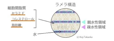 「ヒアルロン酸じゃダメ？」敏感肌の保湿でセラミドが注目される理由を医学博士が解説