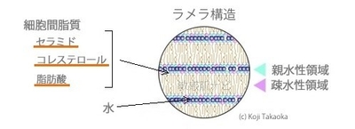 ラメラ構造