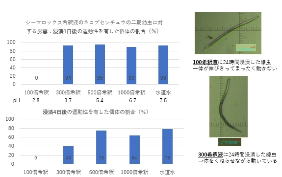 シーマロックス液肥にセンチュウ抑制効果　 土壌での実験結果を発表　 ～サツマイモネコブセンチュウ密度が半減～