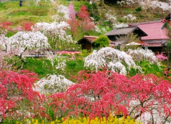 「桃源郷」さながらの絶景！ 知る人ぞ知る、春のお花見スポット5選(愛知県豊田市)