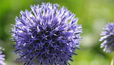 六甲高山植物園　絶滅が危惧される貴重な花 ヒゴタイが見頃を迎えました！