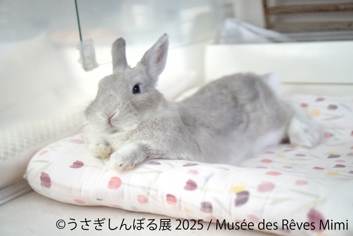 展示作品：Musee des Reves Mimi