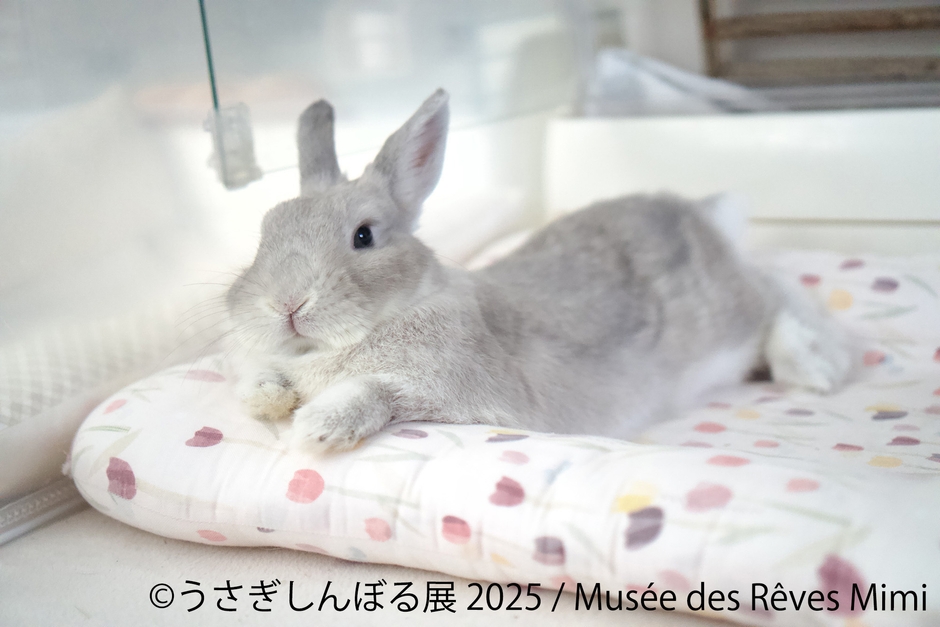 展示作品:Musee des Reves Mimi