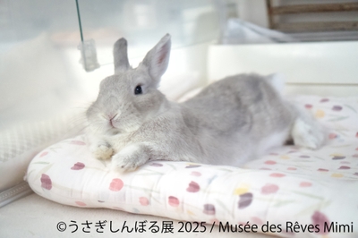 展示作品：Musee des Reves Mimi