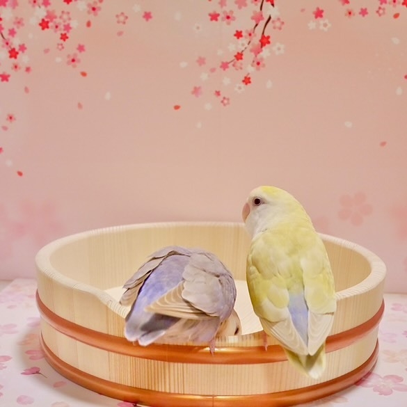 使用イメージ1