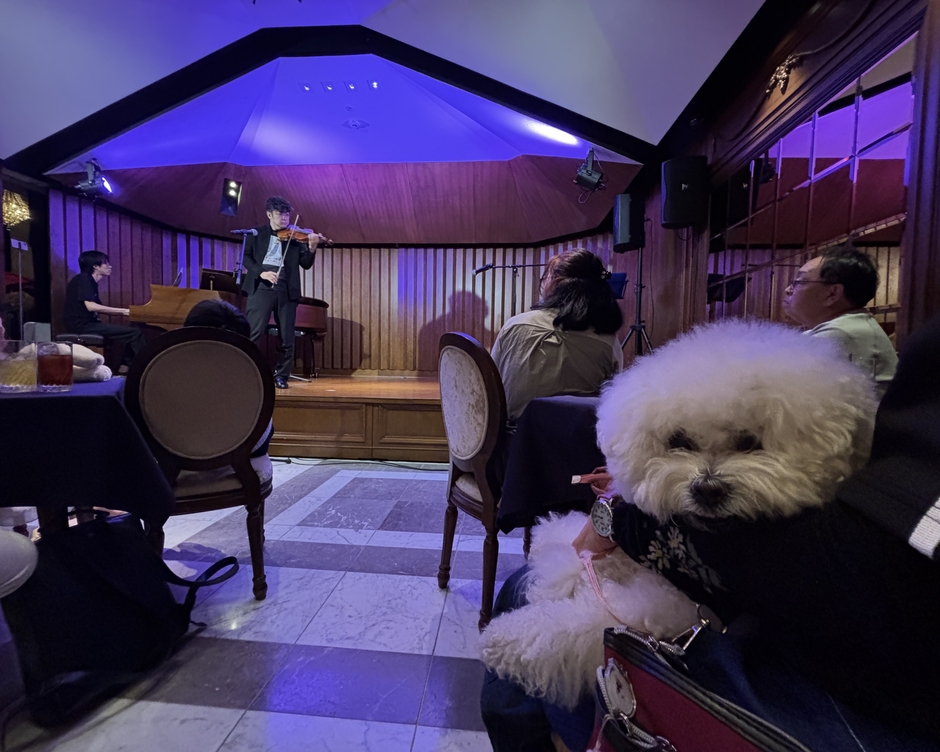 音楽を楽しむわんこ