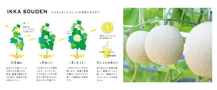 一果相伝 マスクメロンが出来るまで