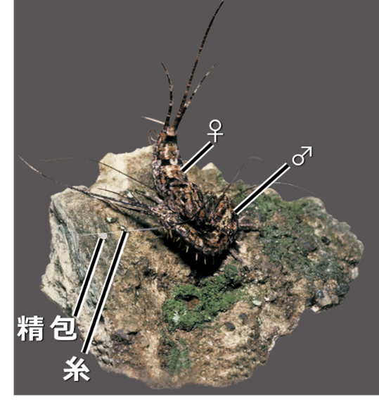 図2 一般のイシノミ類の配偶行動(写真はヒトツモンイシノミ)。 オスが自身で紡ぎ出した糸の上に精包を載せ、 それをメスが回収することで完了する「間接移精」。