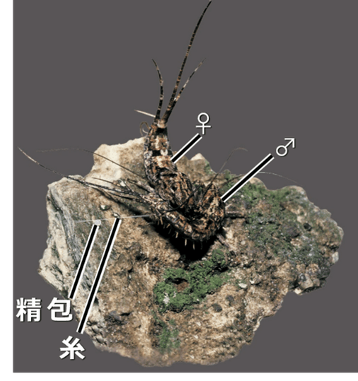 図２　一般のイシノミ類の配偶行動（写真はヒトツモンイシノミ）。 オスが自身で紡ぎ出した糸の上に精包を載せ、 それをメスが回収することで完了する「間接移精」。