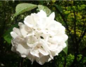 オオデマリ(5月28日撮影)