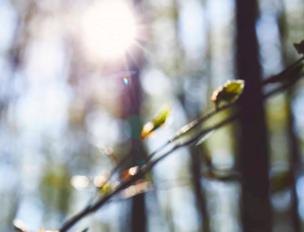 日に照らされ輝く芽吹き
