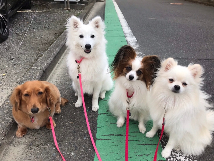 みんなでお散歩もこんなにお利口