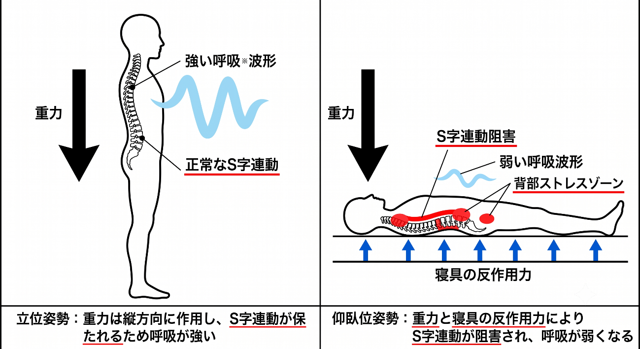 睡眠時無呼吸症候群(SAS)の本質──気道だけでは説明できない"重力・寝具・姿勢"の構造的リスク"を解析【CPAP・SASシリーズ/第2回】