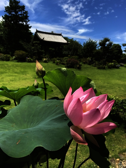 夏　ハスの花