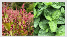 タデ藍の花(左)と葉(右)