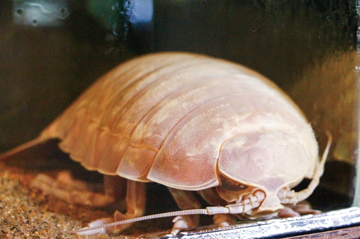 オオグソクムシと触れ合おう!