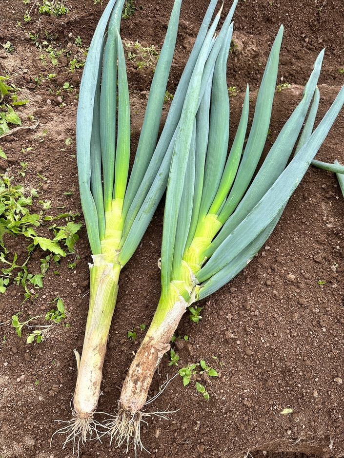 軟白は短いが極太の白ネギです