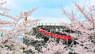 ひらパーの桜３００本 まもなく開花 アトラクションからの“お花見”を 楽しめるのは遊園地ならでは