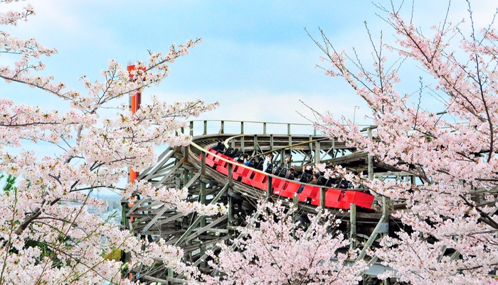 「木製コースター エルフ」と桜