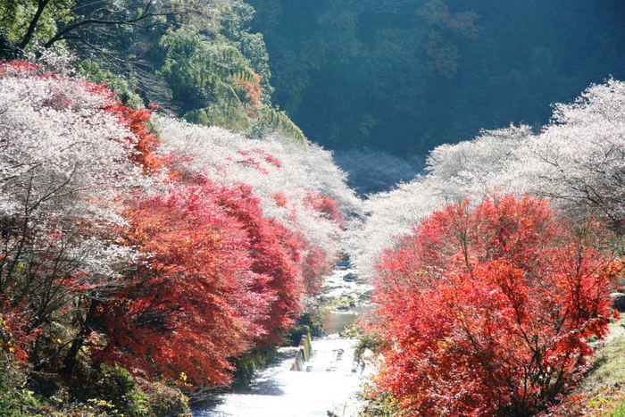 小原四季桜まつり