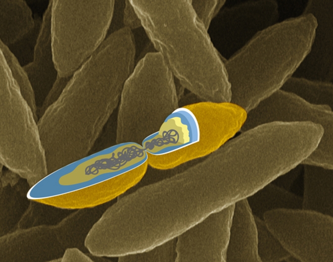 新しい門の細菌_Atribacter laminatus RT761株s