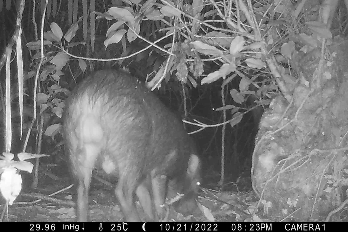 カメラに写りこんだカマイ(リュウキュウイノシシ)