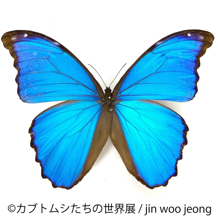 展示10