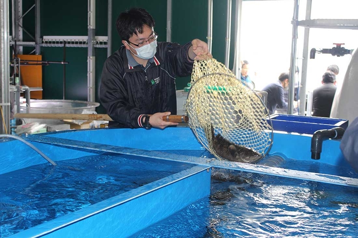 好適環境水®の水槽に収容されるクエタマ