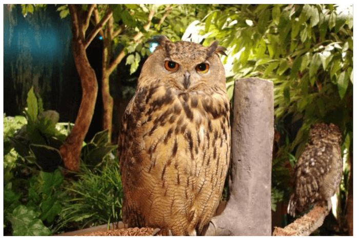 Moff animal world イメージ