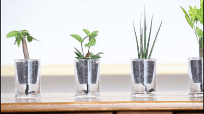 植物の種類は全部で5種