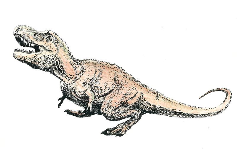 岡山理科大 タルボサウルスの全身骨格組み上げ ３月２日の公開に向け 追い込み作業 全長１０メートル 高さ２ ７メートル Newscast