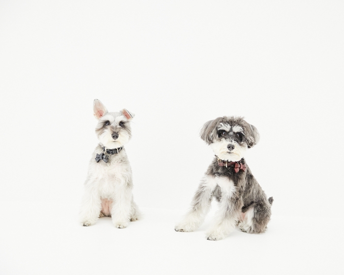 愛犬と遊びながら撮れる自然派写真 8