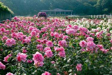 【最新情報】神代植物公園「春のバラフェスタ」令和５年５月９日(火)～28日(日)　まもなく開催！