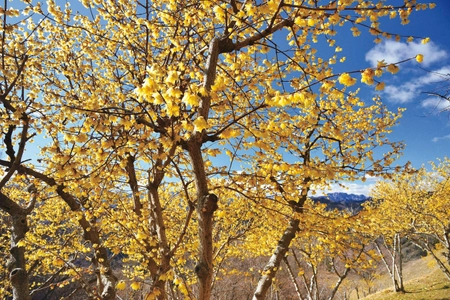 関東屈指のロウバイの名所 「長瀞宝登山臘梅園(ながとろほどさんろうばいえん)」 まもなく見頃！ 新スポット＆グルメで心ゆくまで花さんぽ