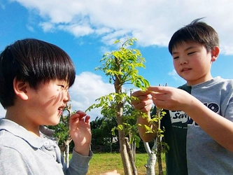 モリンガの森プロジェクト協会が沖縄県宮古島市と 連携し7月4日より学校植樹をスタート！　 ～「モリンガチャレンジ」始動～