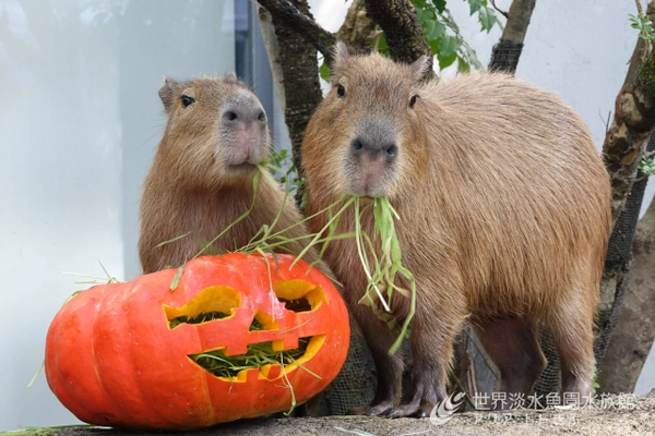 アクア・トト ぎふのハロウィン