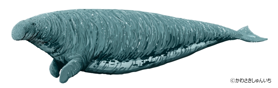 ステラーダイカイギュウ復元画