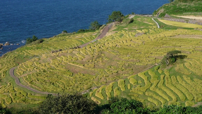 春　千枚田