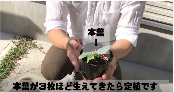 栽培方法は公式YouTubeチャンネルでサポート