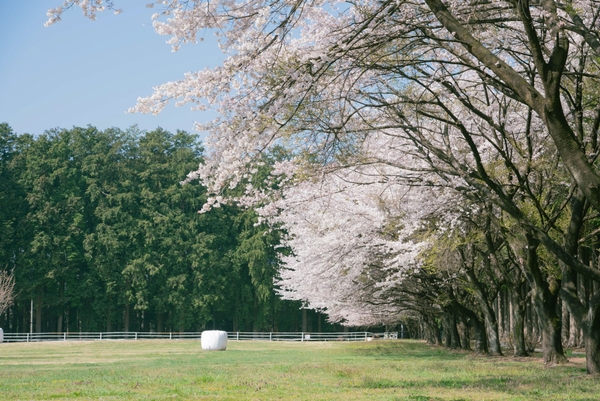 爽やかな春風に誘われながら、4km にわたるサイクリングコースでは、桜の