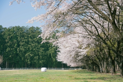 爽やかな春風に誘われながら、4km にわたるサイクリングコースでは、桜の