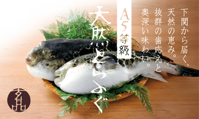 A5等級天然とらふぐイメージ