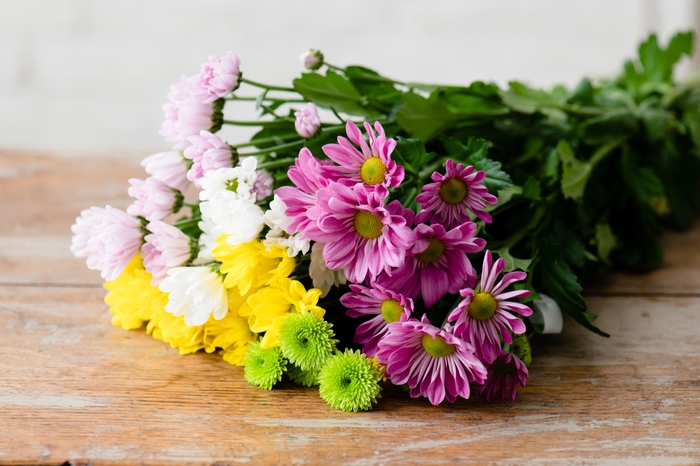 手頃なスプレーマム 撮影:三浦 希衣子