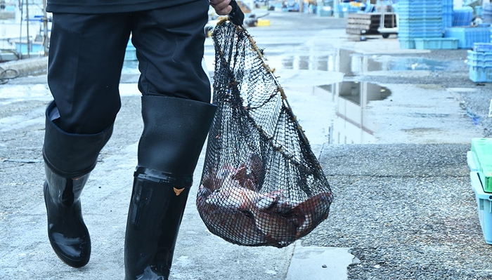 明石浦漁港に水揚げされる様子